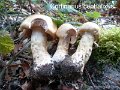 Cortinarius cephalixus-amf534